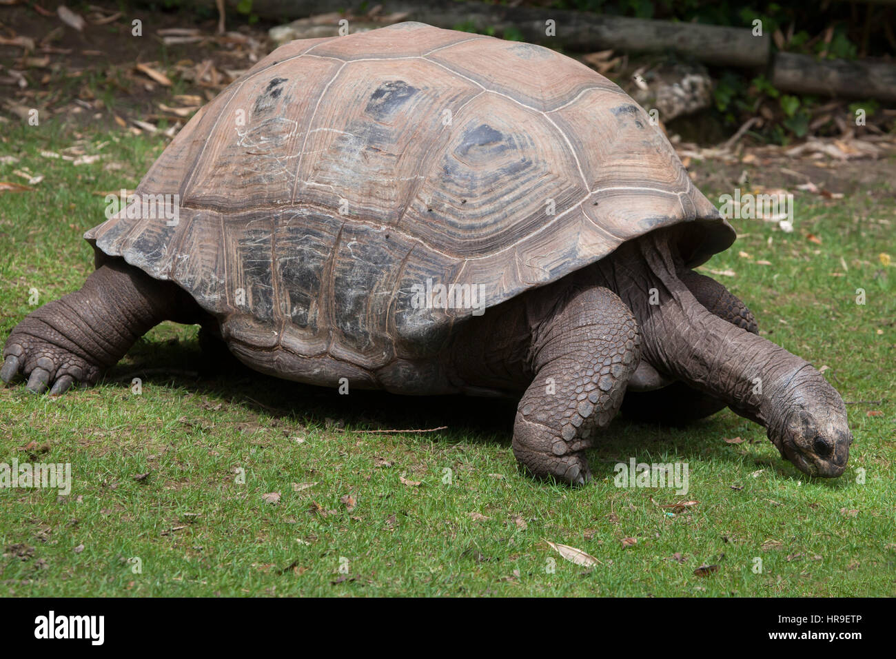 Tortue géante d'Aldabra (Aldabrachelys gigantea). Banque D'Images