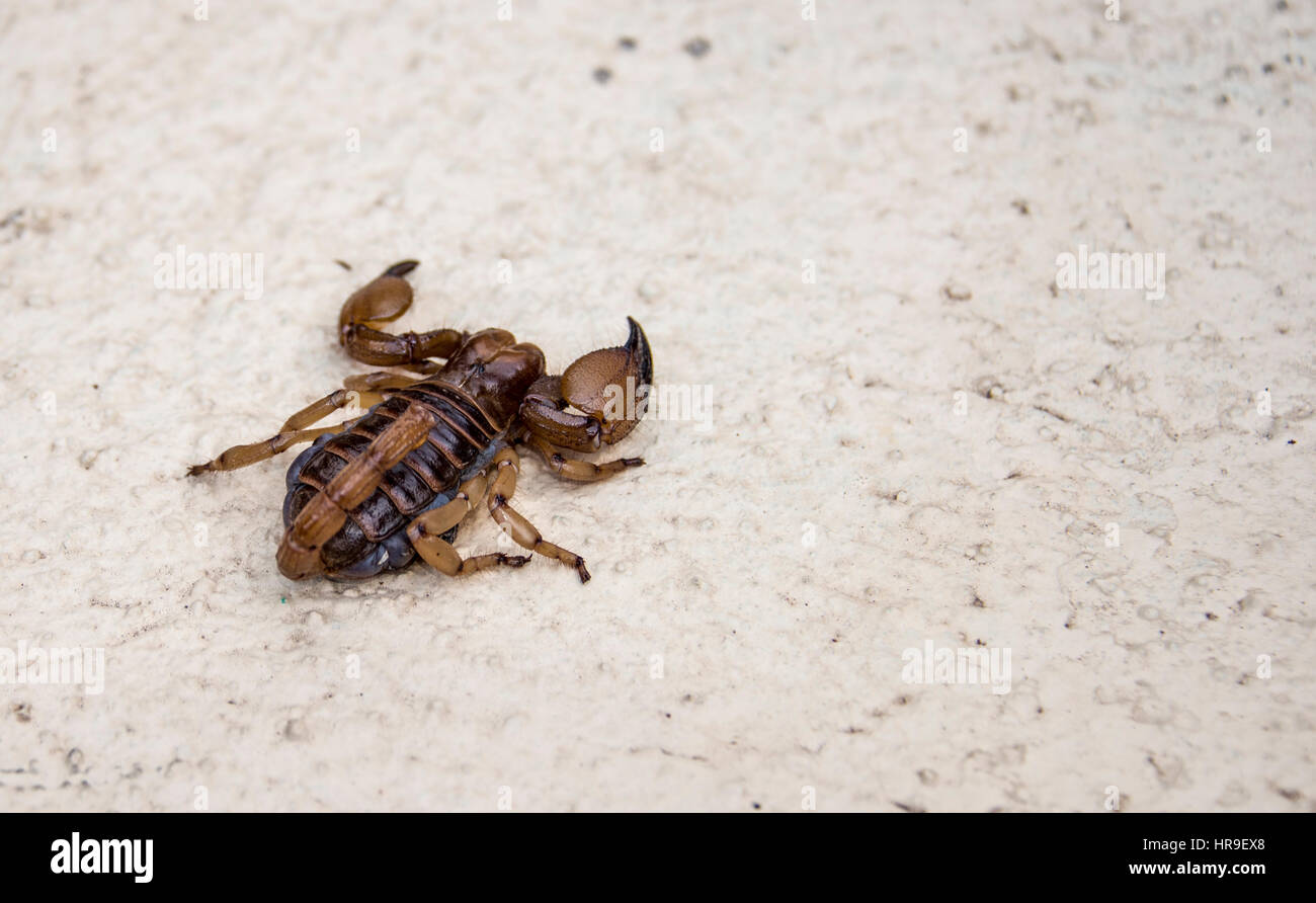 Scorpion la faune en Afrique du Sud Banque D'Images