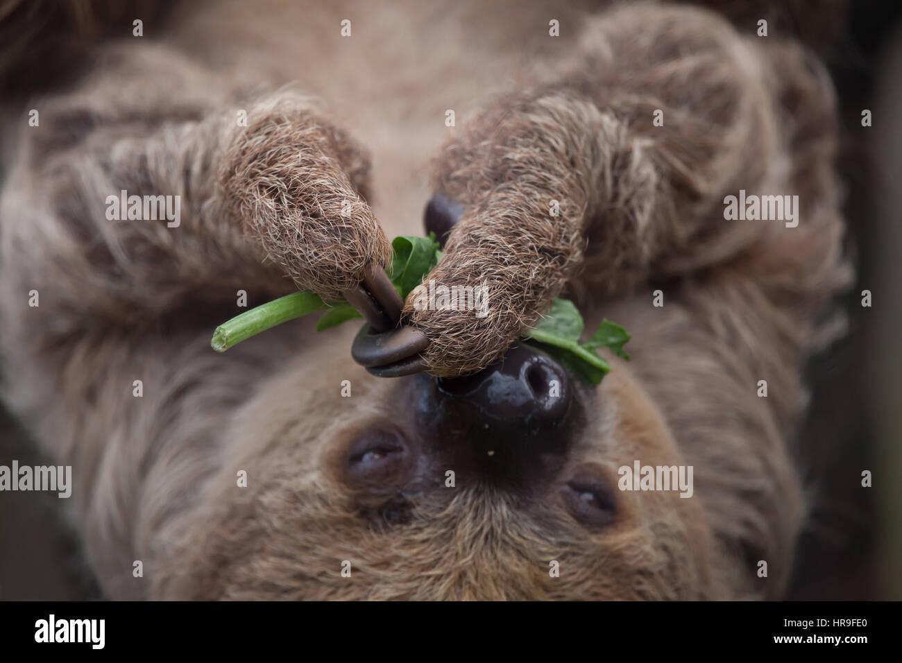 Deux doigts de Linné sloth (Choloepus didactylus), également connue sous le nom de southern deux-toed sloth. Banque D'Images