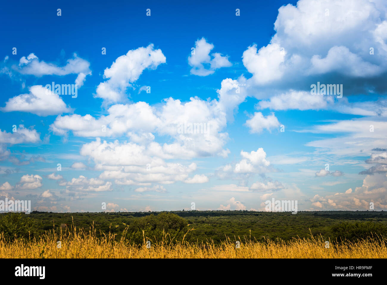 L'or et de plantes vertes avec ciel bleu et nuages blancs en Afrique du Sud paysage Banque D'Images