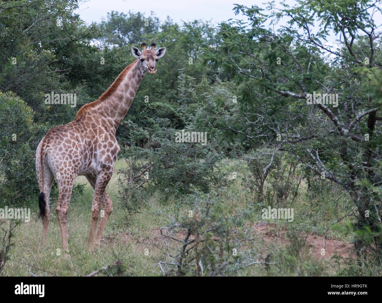 Girafe au cours de safari dans le parc national Kruger en Afrique du Sud à la curieux de l'appareil photo Banque D'Images