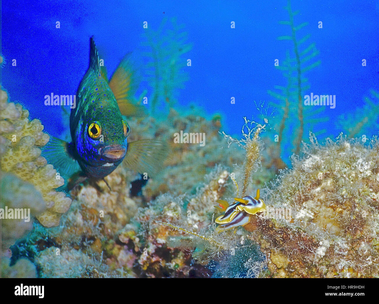 Une demoiselle bleu-vert (Chromis viridis) sur le récif de l'examen d'un nudibranche (Chromodoris quadricolor pyjama). Photographié dans la mer Rouge Egyptienne. Banque D'Images