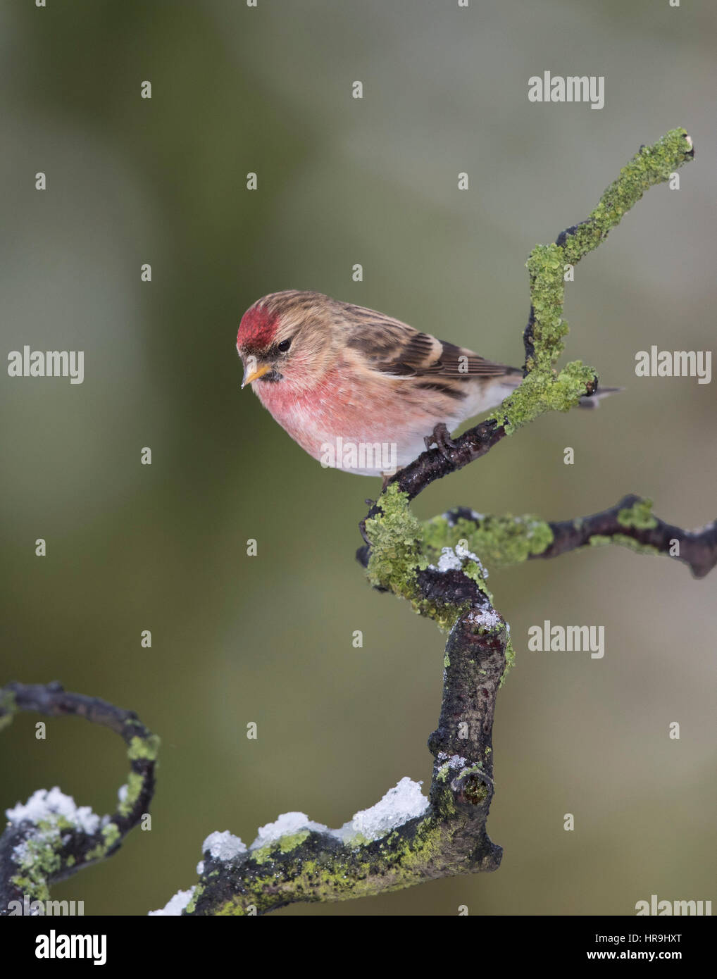 Sizerin flammé (Carduelis flammea) sur une branche couverte de lichen avec neige, hiver 2017, Mid Wales/Frontières Shropshire Banque D'Images