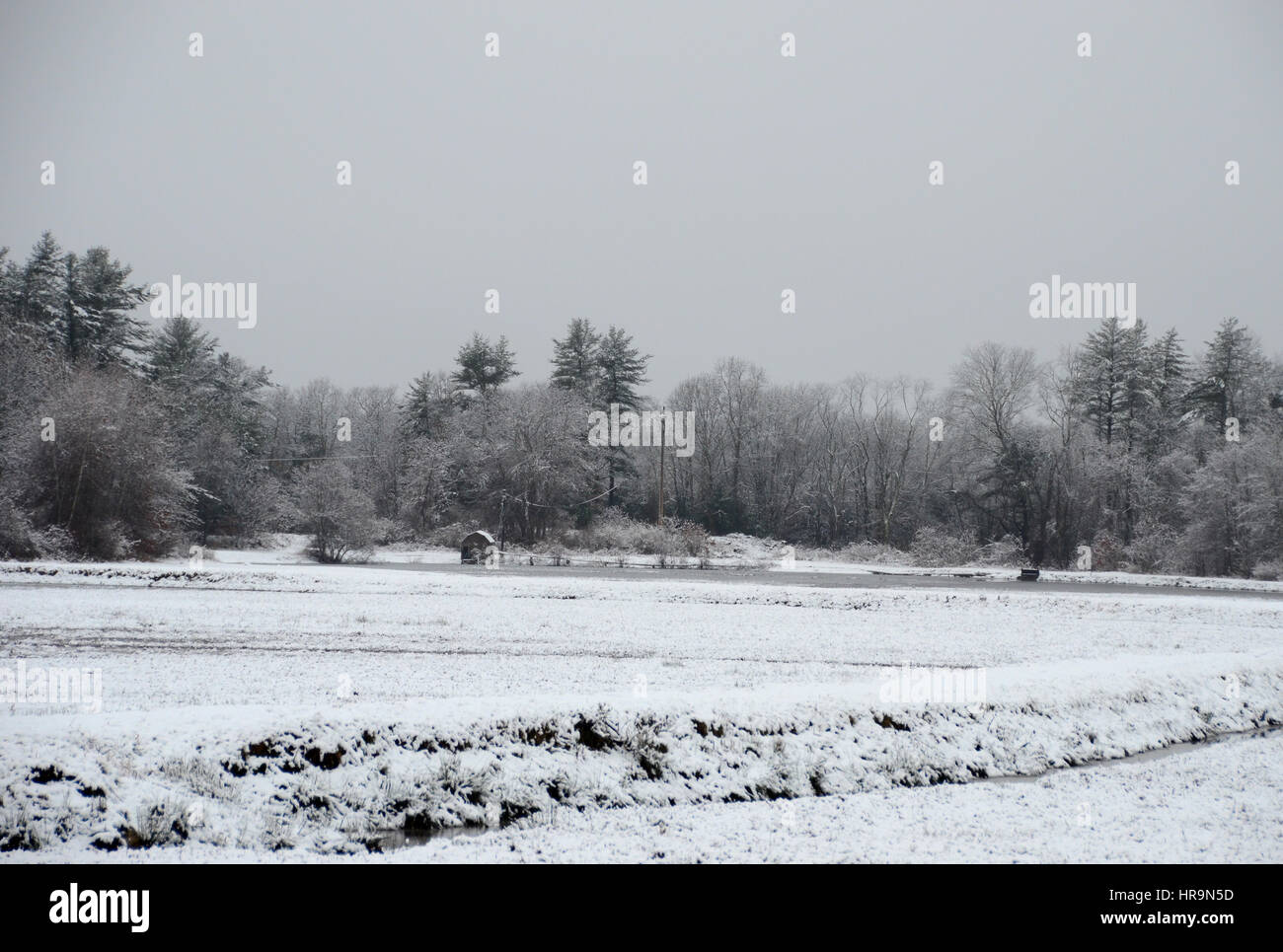 Marais de canneberge couvertes de neige pendant la tempête de neige Banque D'Images