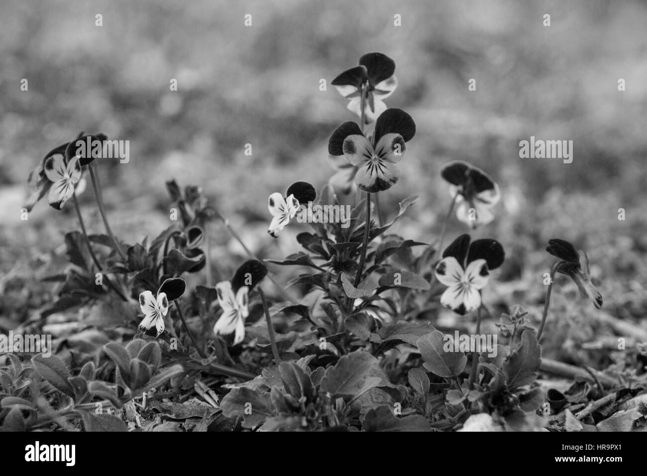 De plus en plus pensées au hasard dans un champ. Banque D'Images
