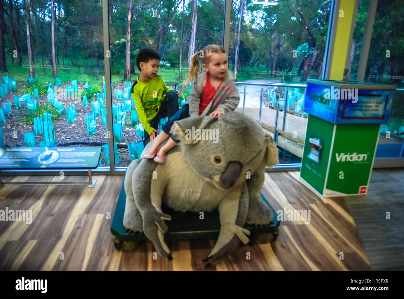 Les enfants grimper à un koala géant poupée à la Koala Conservation Centre à Melbourne, en Australie, à l'eucalyptus tree nursery en arrière-plan. Banque D'Images