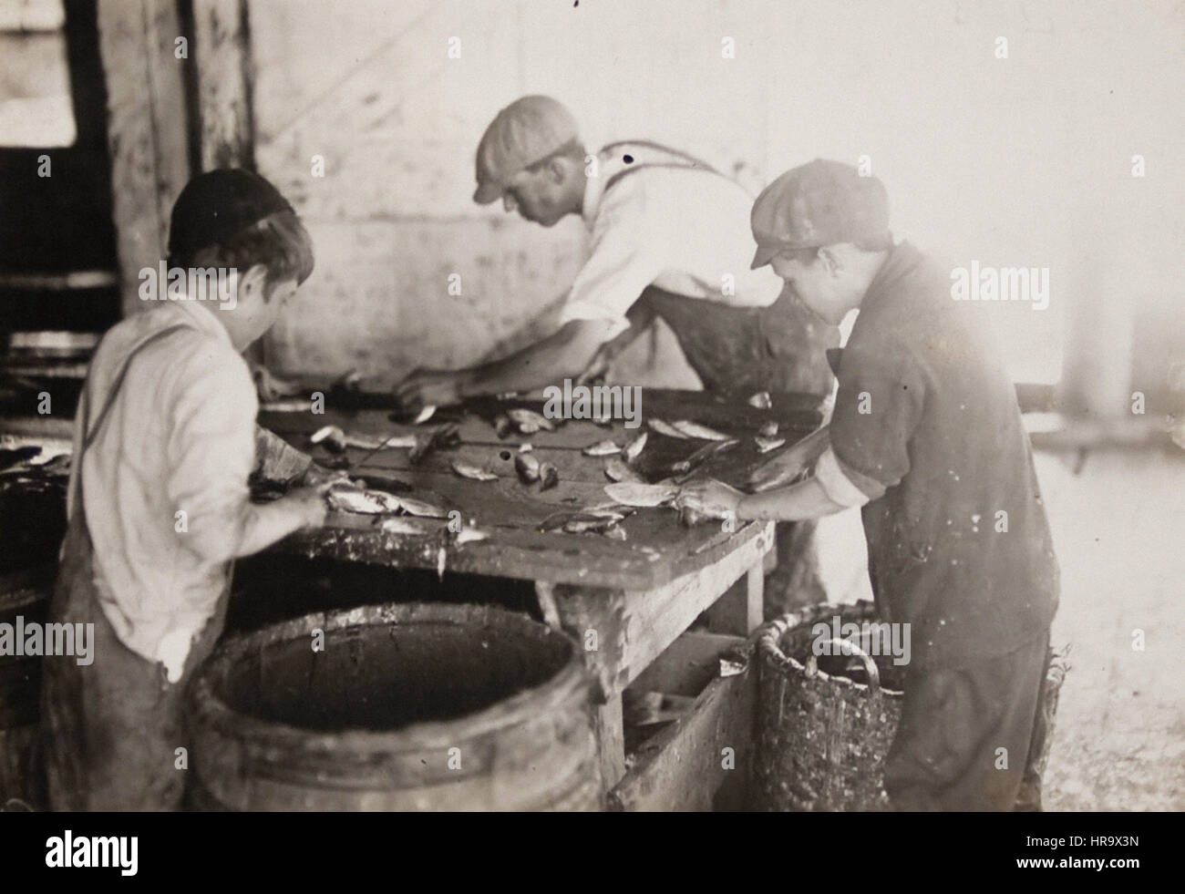 Les garçons qui travaillent dans Sardinerie, Eastport (Maine) - Août Banque D'Images