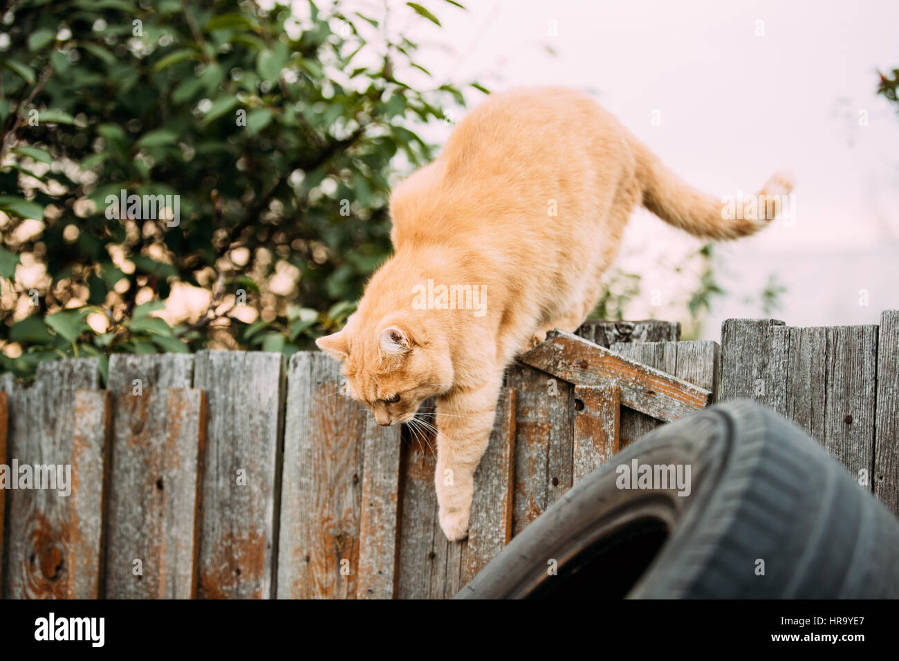 Fat Cat rouge grimpe sur une clôture en soirée d'été. Banque D'Images