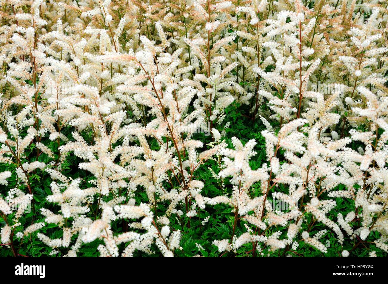 Aruncus aethusifolius barbe de chèvre naine Plante Banque D'Images
