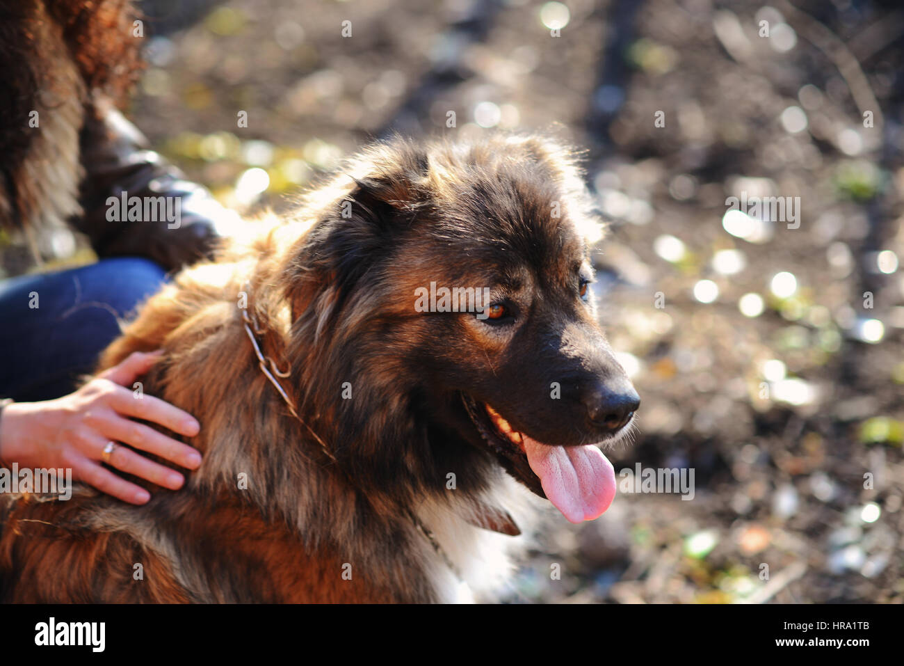 Chien de berger du Caucase portrait extérieur en plein air une superbe journée de printemps Banque D'Images