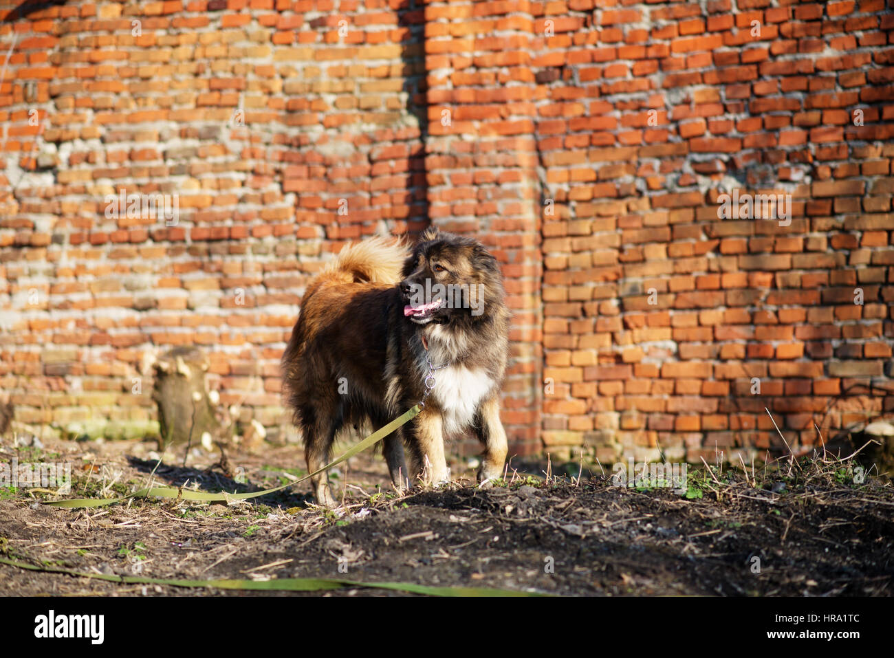 Chien de berger du Caucase portrait extérieur en plein air une superbe journée de printemps Banque D'Images