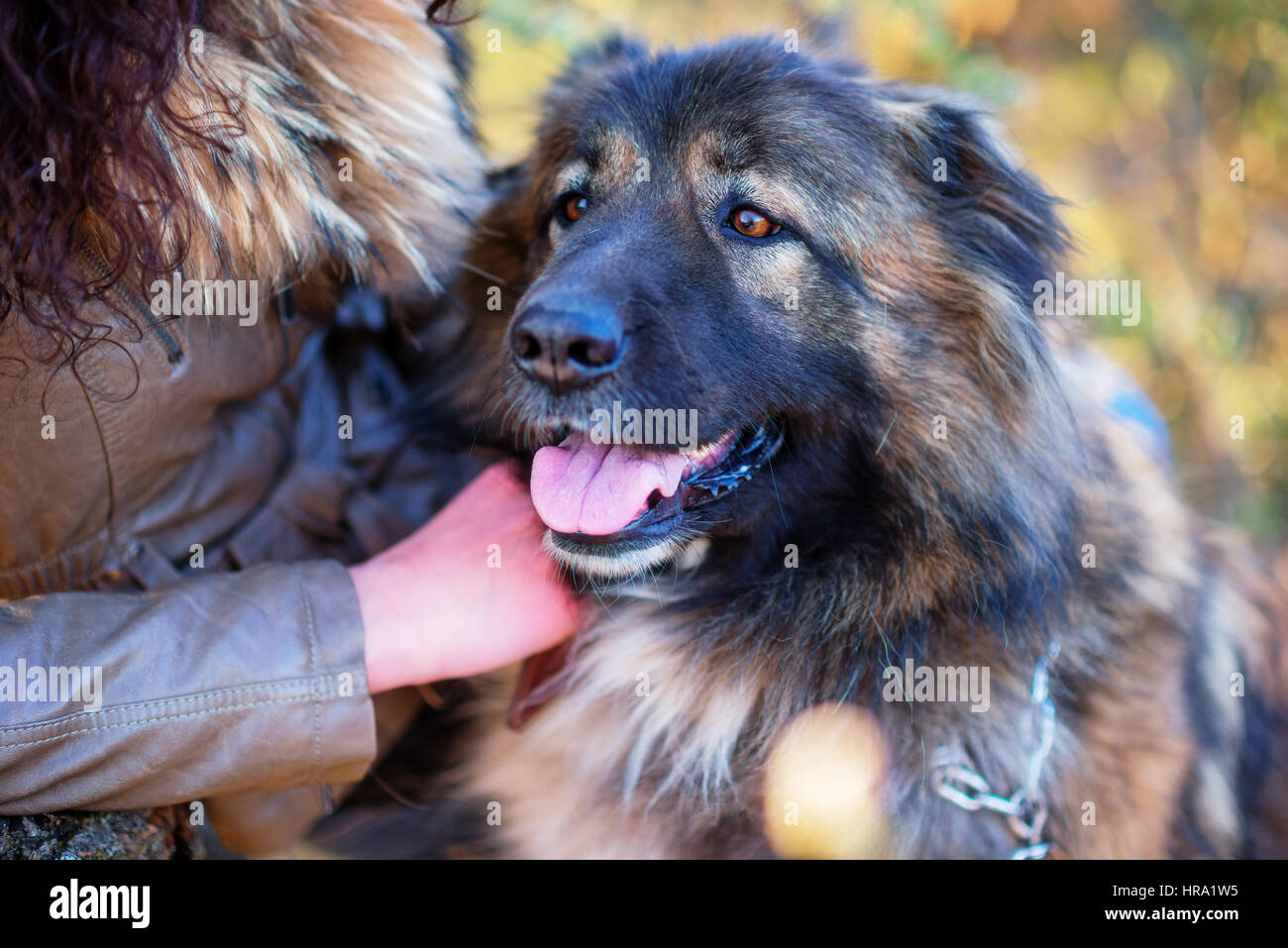Chien de berger du Caucase portrait extérieur en plein air une superbe journée de printemps Banque D'Images