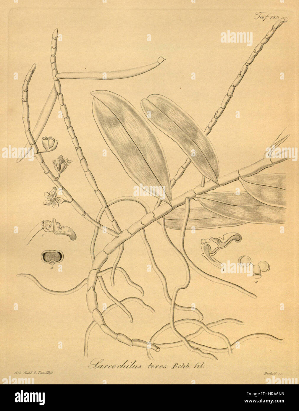 Pteroceras teres (comme Sarcochilus teres) - Xenia 2 pl 140 Banque D'Images
