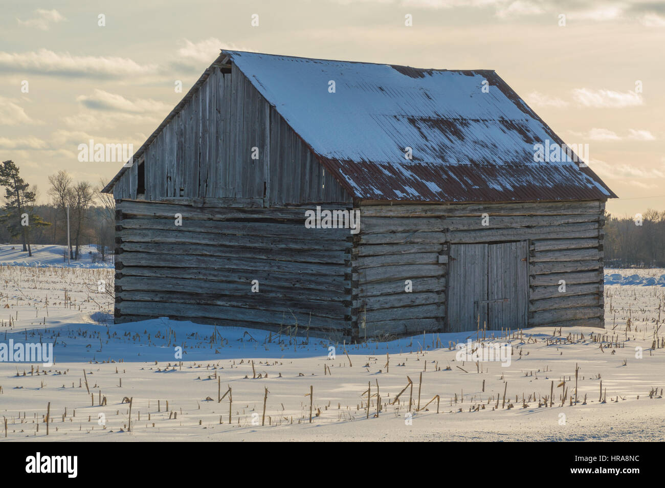 Pioneer log cabin grange dans l'Est de l'Ontario en paysage d'hiver. Soleil se couche, nuages dans le ciel et les tiges de maïs stick dans le champ neigeux. Banque D'Images