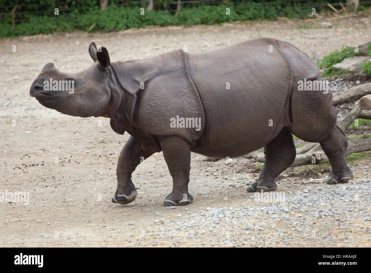 Le rhinocéros indien (Rhinoceros unicornis). Des animaux de la faune. Banque D'Images