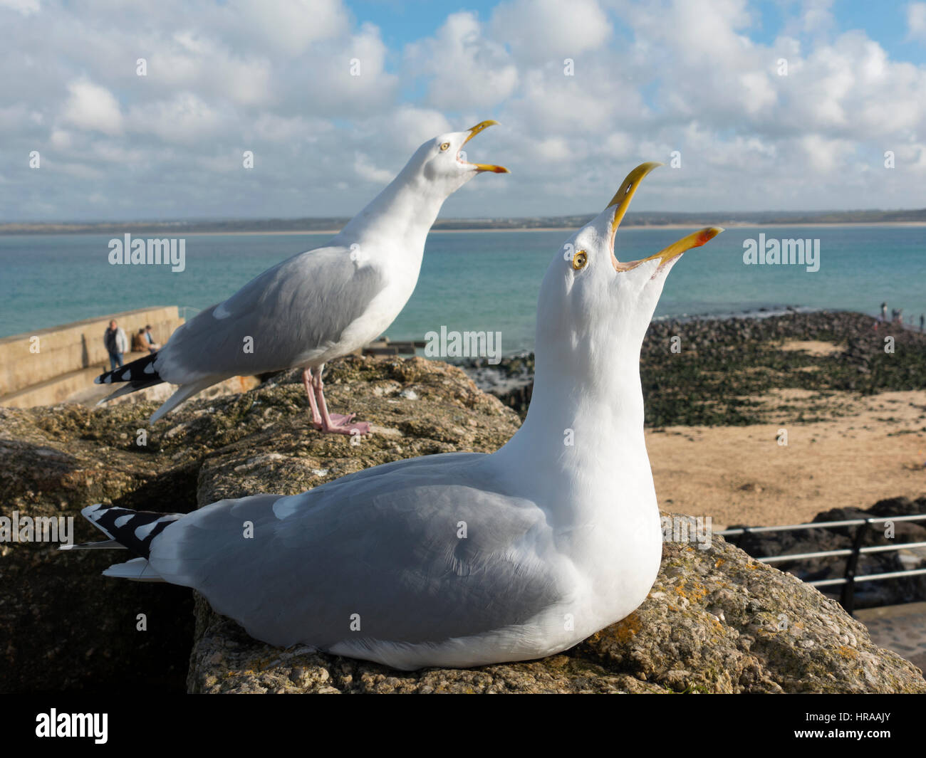 Deux mouettes piailler bruyamment à St Ives, Cornwall England UK. Banque D'Images