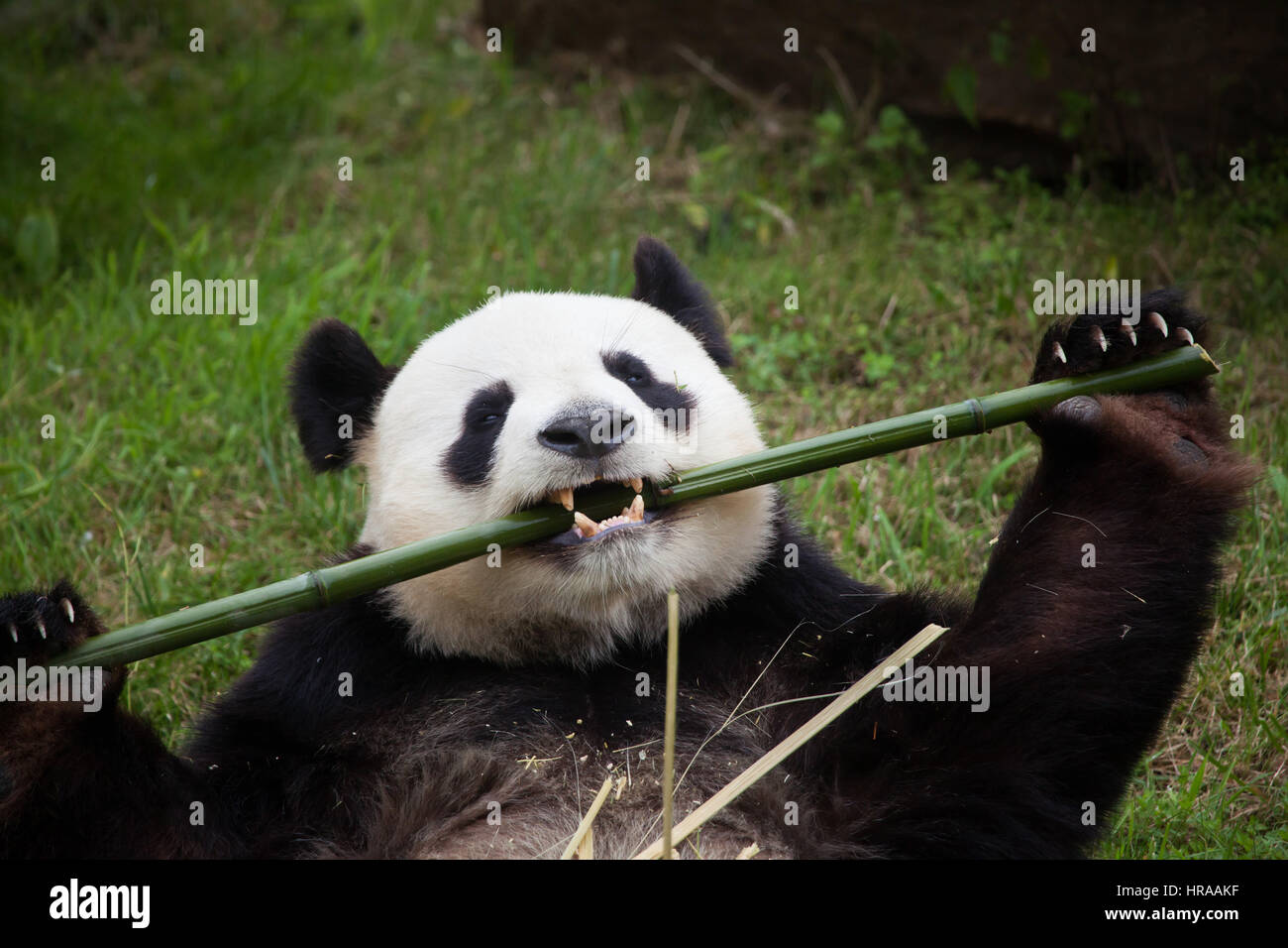 Panda géant (Ailuropoda melanoleuca) au zoo de Beauval à Saint-Aignan sur Cher, Loir-et-Cher, France. Banque D'Images