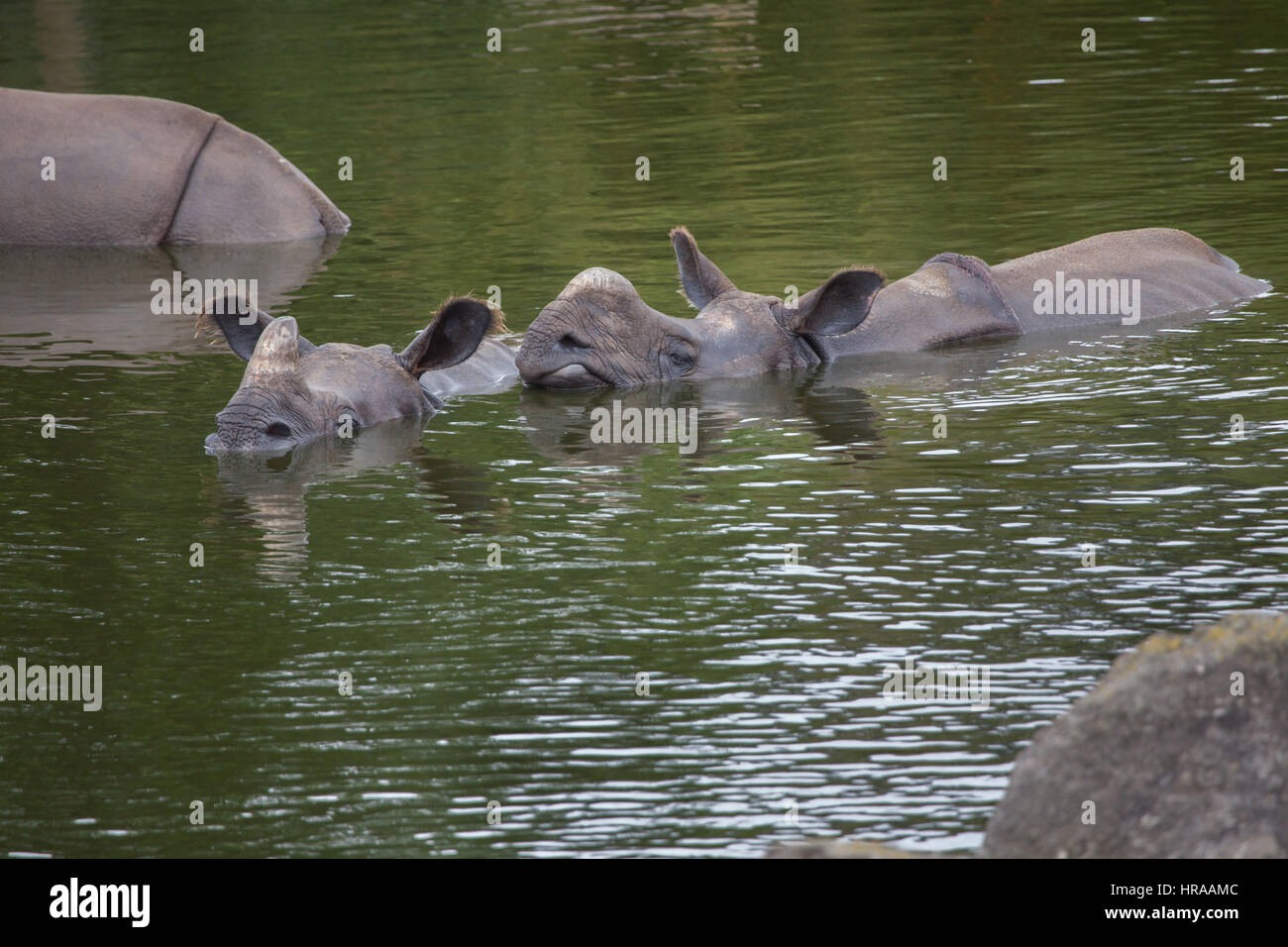 Le rhinocéros indien (Rhinoceros unicornis) natation. Des animaux de la faune. Banque D'Images