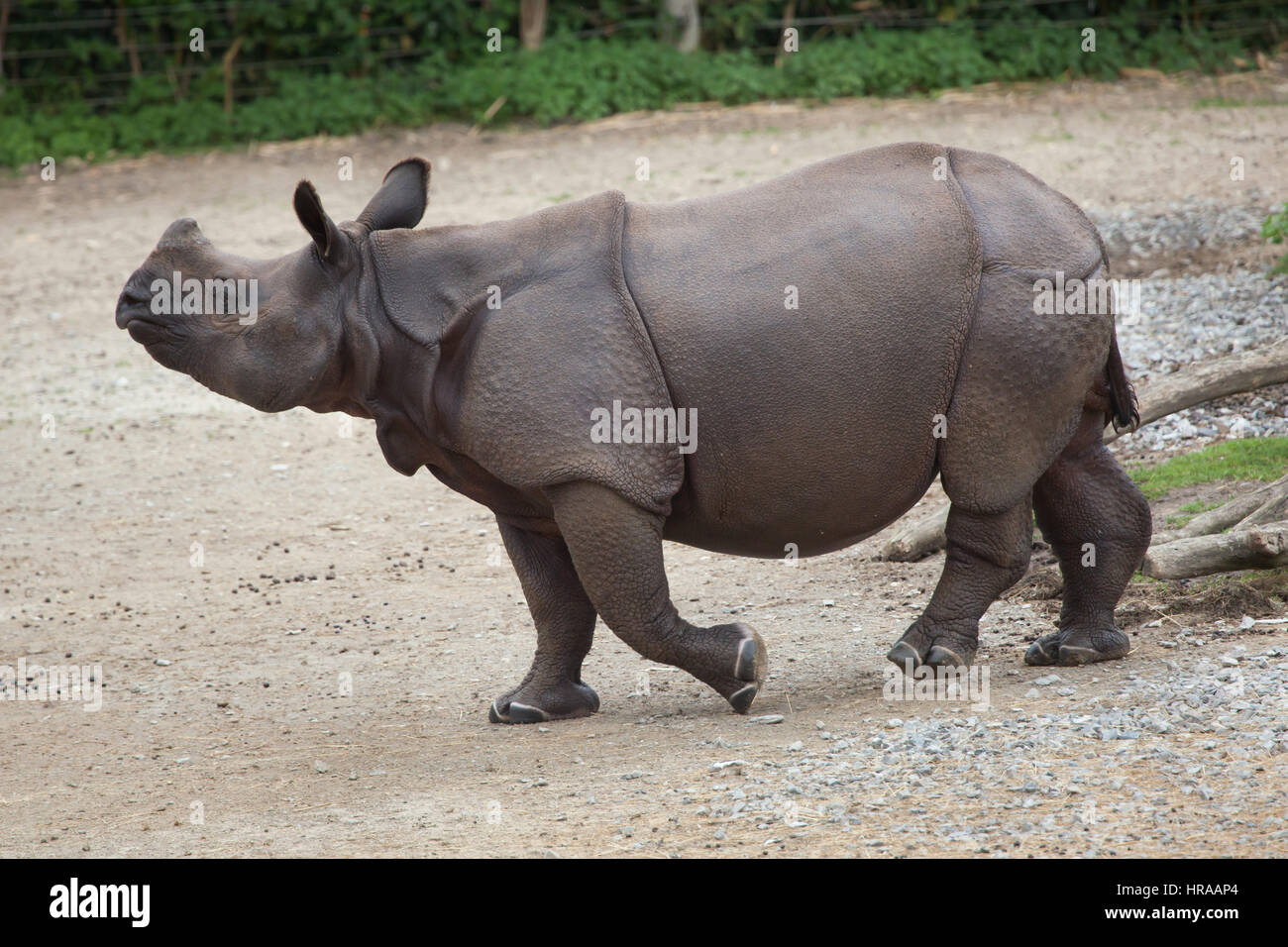 Le rhinocéros indien (Rhinoceros unicornis). Des animaux de la faune. Banque D'Images
