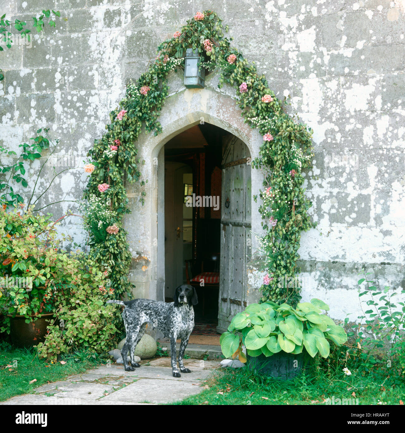 Guirlande de houblon frais, hortensia et les asters contraste avec l'entrée en pierre à Wiltshire farmhouse Banque D'Images