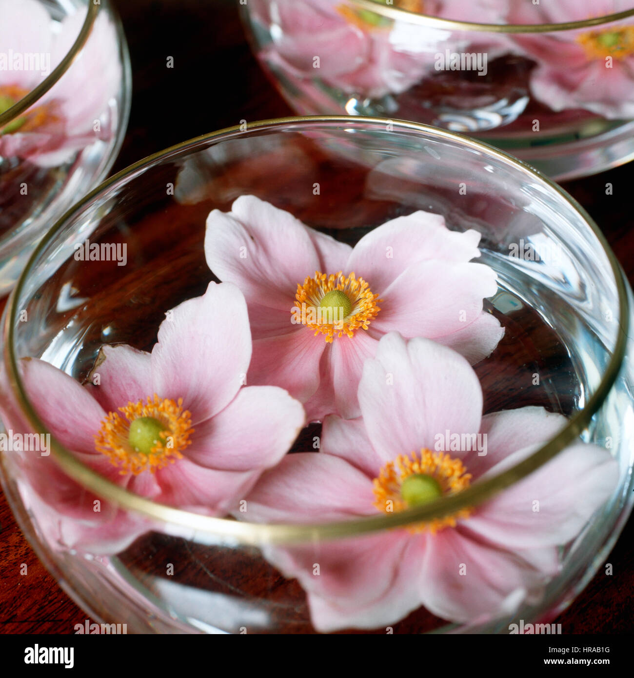 Close up of pink flowers floating in bowl Banque D'Images