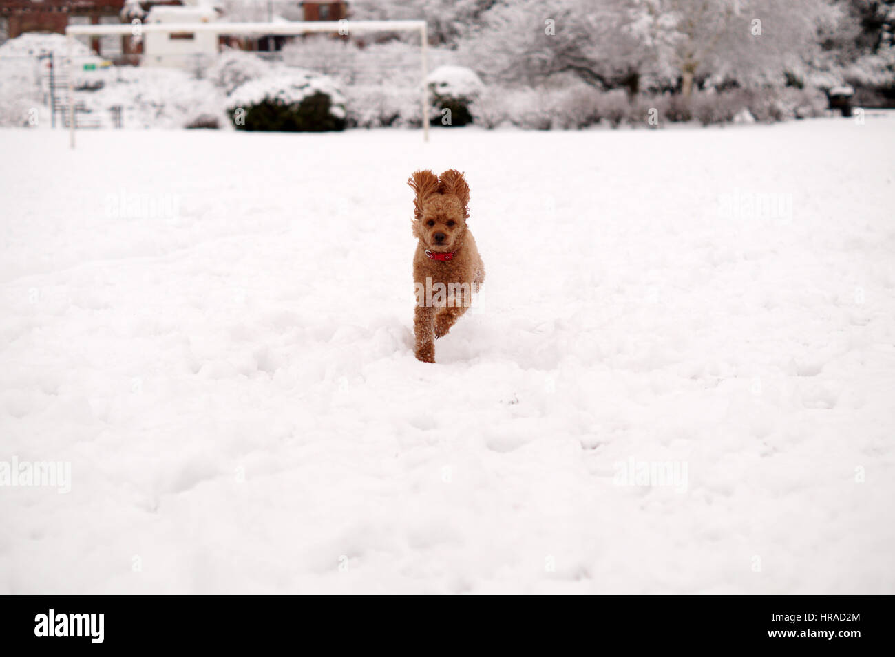 Les caniches dans la neige, promenades en Strathaven Banque D'Images