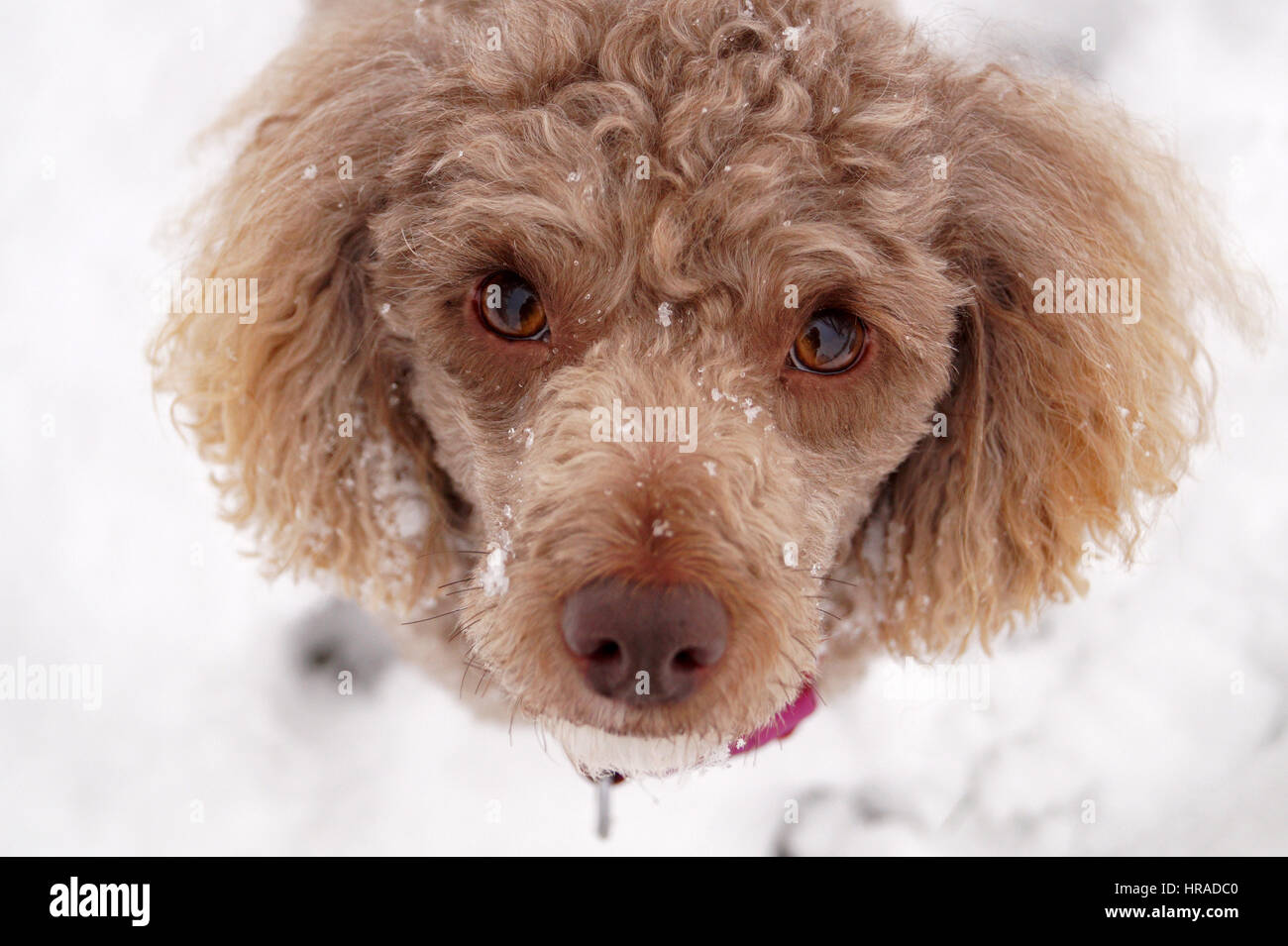 Les caniches dans la neige, promenades en Strathaven Banque D'Images