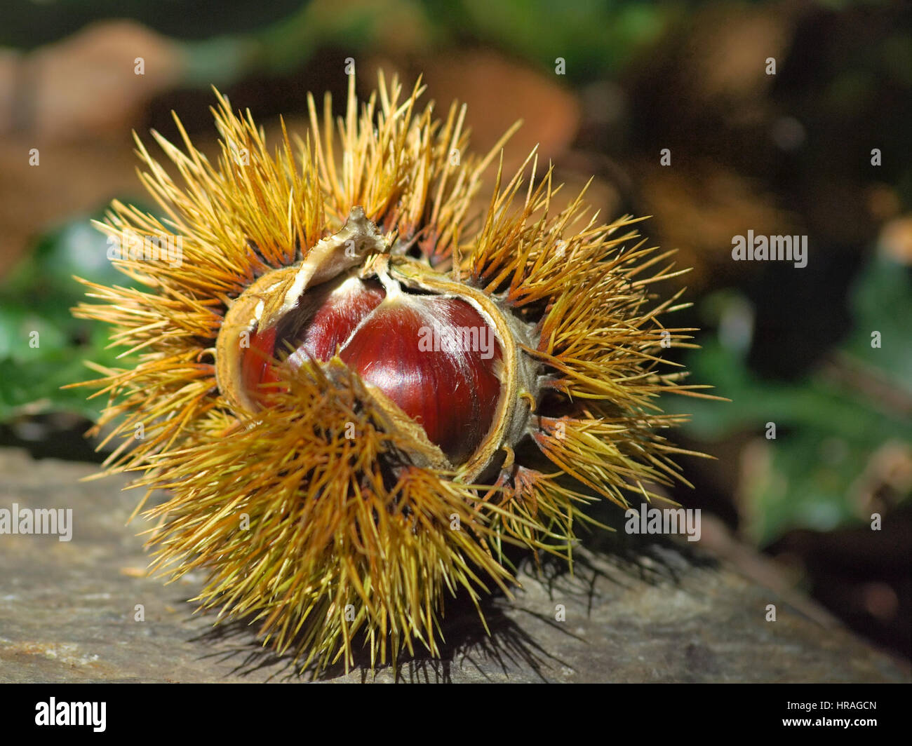 Fruits du châtaignier dans une forêt naturelle du massif du Montseny Espagne,Barcelone, Banque D'Images