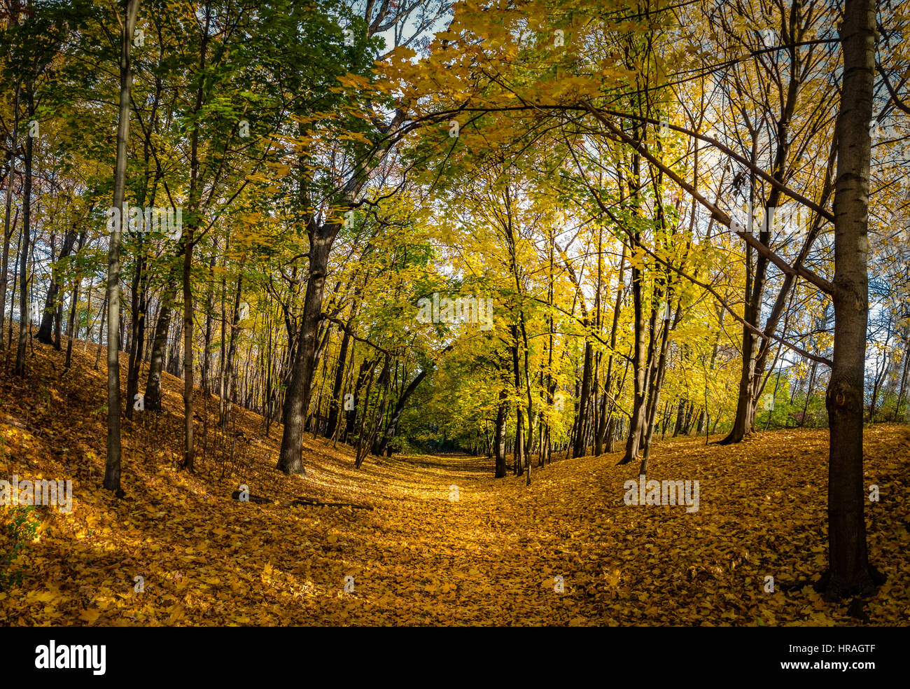 Promenade d'automne de High Park couvert de feuilles d'oranger - Toronto, Ontario, Canada Banque D'Images