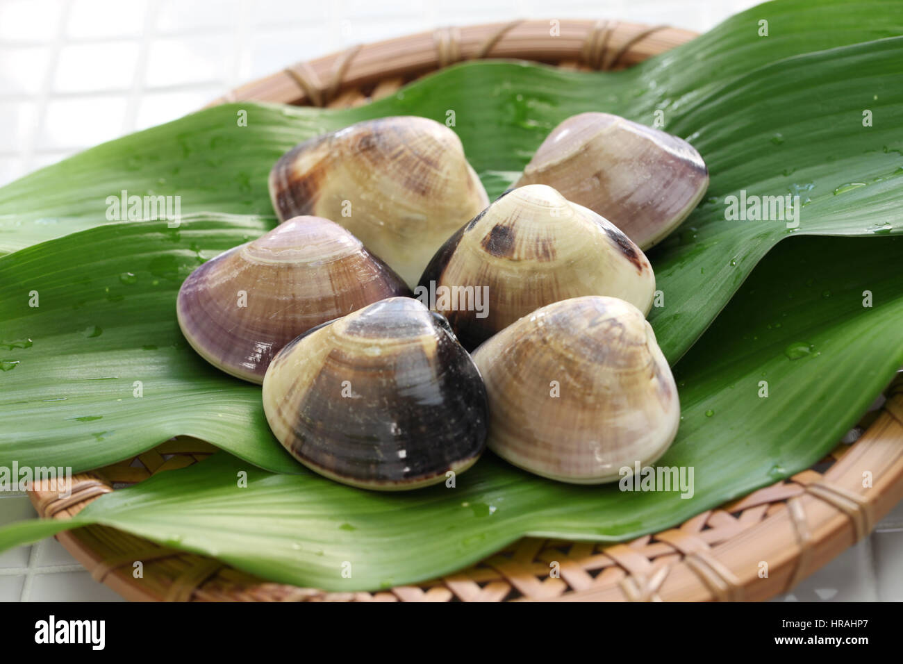 Meretrix lamarckii, chousen hamaguri, palourdes japonaises Banque D'Images