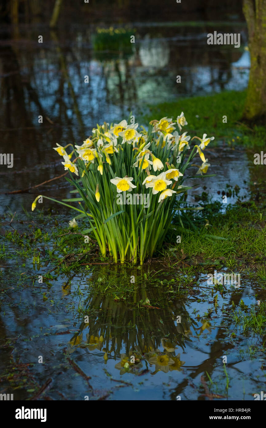 Aberystwyth, Pays de Galles, Royaume-Uni. 1er mars, 2017. Météo France : le jaune vif et blanc jonquilles, de l'emblème national du pays de Galles d'éclater de Bloom et reflète dans une piscine de l'eau sur un terrain inondé à Aberystwyth sur Mars 1st, St David's Day (Journée nationale des Saints pour le pays de Galles), hiver plus froid, avec des vents forts et le risque de neige par endroits, est une prévision pour la journée Crédit photo : Keith Morris/Alamy Live News Banque D'Images
