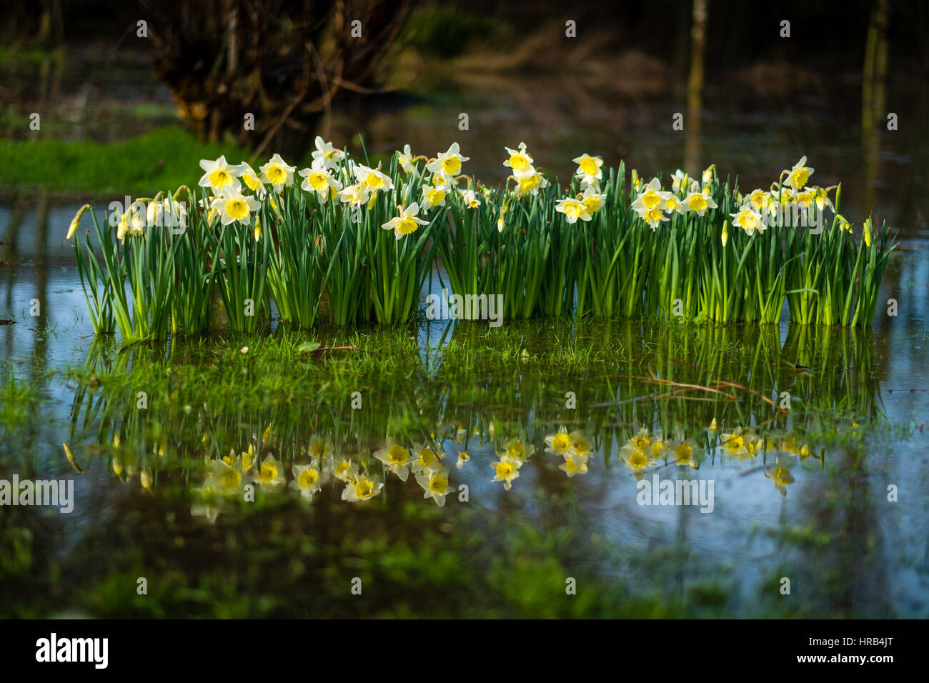 Aberystwyth, Pays de Galles, Royaume-Uni. 1er mars, 2017. Météo France : le jaune vif et blanc jonquilles, de l'emblème national du pays de Galles d'éclater de Bloom et reflète dans une piscine de l'eau sur un terrain inondé à Aberystwyth sur Mars 1st, St David's Day (Journée nationale des Saints pour le pays de Galles), hiver plus froid, avec des vents forts et le risque de neige par endroits, est une prévision pour la journée Crédit photo : Keith Morris/Alamy Live News Banque D'Images