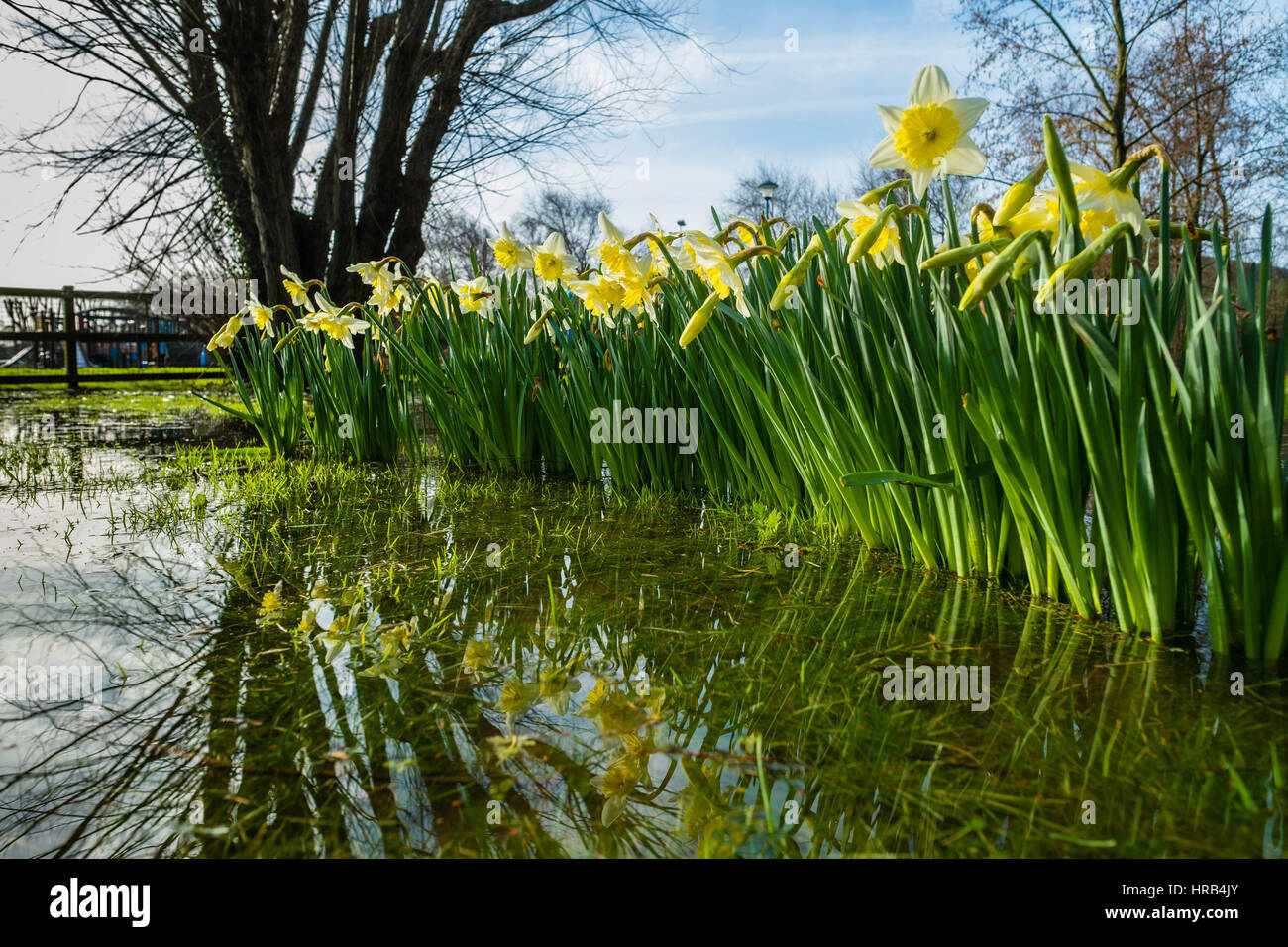 Aberystwyth, Pays de Galles, Royaume-Uni. 1er mars, 2017. Météo France : le jaune vif et blanc jonquilles, de l'emblème national du pays de Galles d'éclater de Bloom et reflète dans une piscine de l'eau sur un terrain inondé à Aberystwyth sur Mars 1st, St David's Day (Journée nationale des Saints pour le pays de Galles), hiver plus froid, avec des vents forts et le risque de neige par endroits, est une prévision pour la journée Crédit photo : Keith Morris/Alamy Live News Banque D'Images