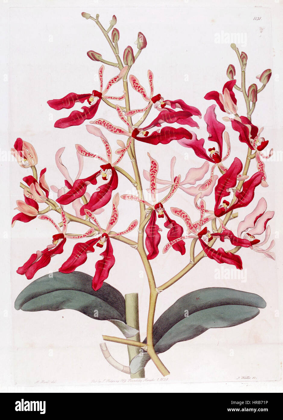 Renanthera coccinea - Bot. Reg. 14 pl. 1131 (1828) Banque D'Images