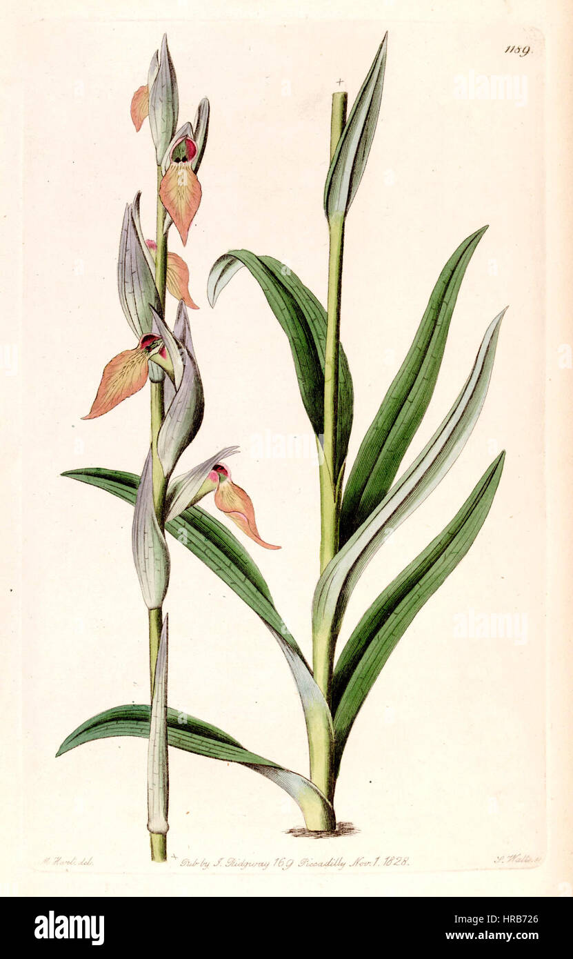 Serapias cordigera - Bot. Reg. 14 pl. 1189 (1828) Banque D'Images