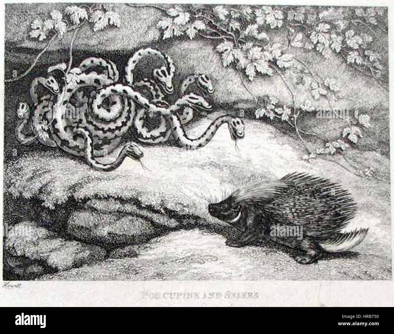 Les Serpents et le porc-épic Banque D'Images