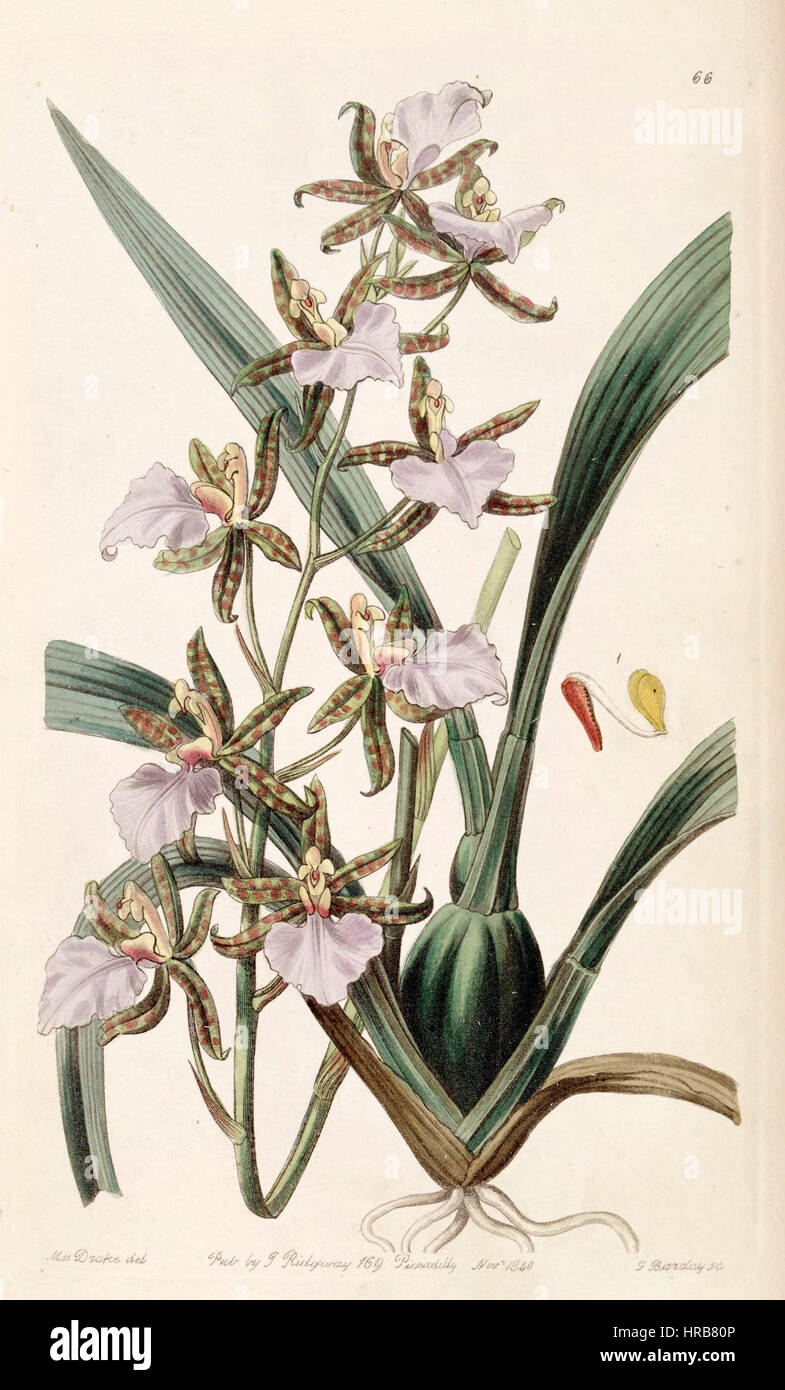 Odontoglossum bictoniense Rhynchostele bictoniensis ou Edwards - vol 26 (NS) 3 pl 66 (1840) Banque D'Images