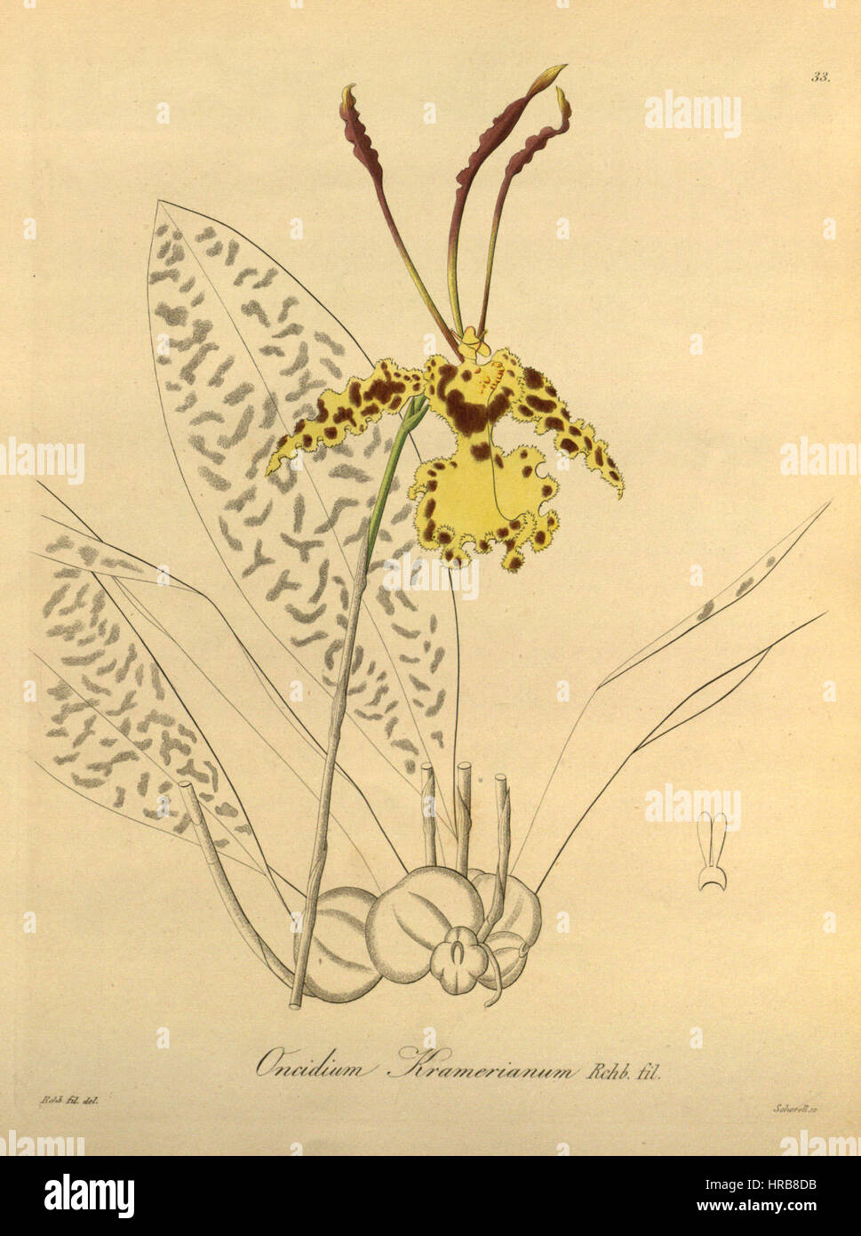 Psychopsis krameriana (syn. ''L'Oncidium kramerianum'') - Xenia vol 1 pl 33 (1858) Banque D'Images