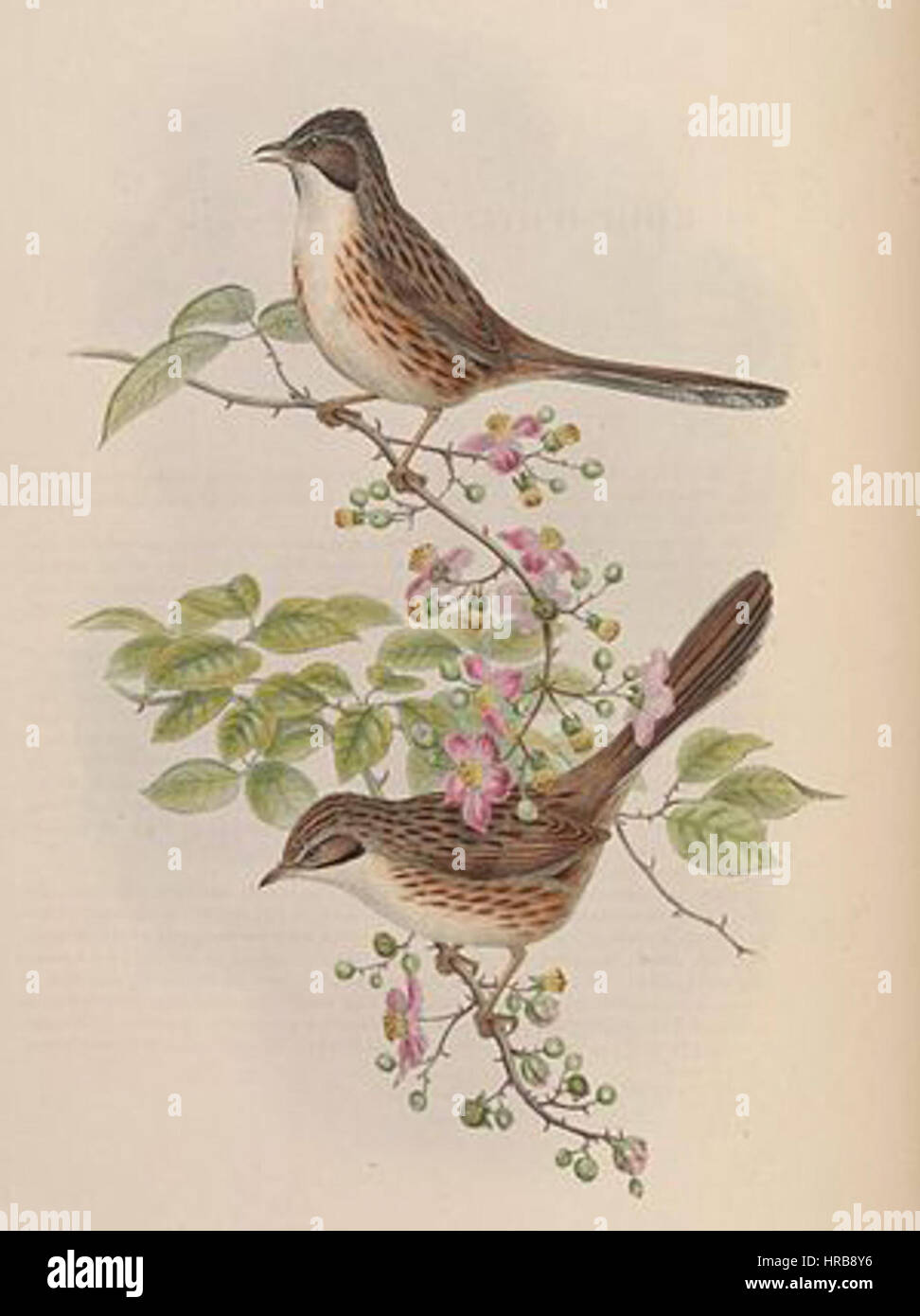 Rhopophilus pekinensis, une espèce d'oiseau, illustrée par John Gould et Henry Constantine Richter, artistes ornithologiques anglais, au milieu du XIXe siècle. Banque D'Images