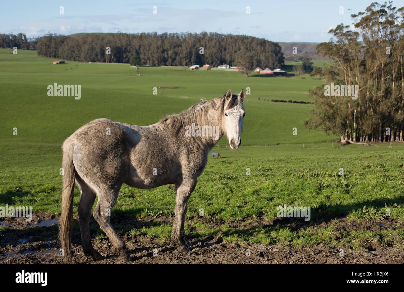 Un cheval boueux debout dans un champ d'herbe verte. Banque D'Images