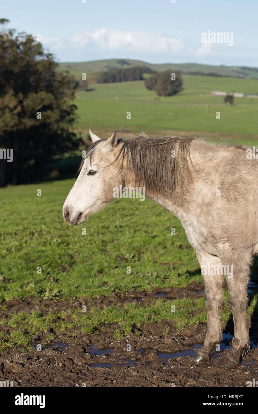 Un cheval boueux debout dans un champ d'herbe verte. Banque D'Images
