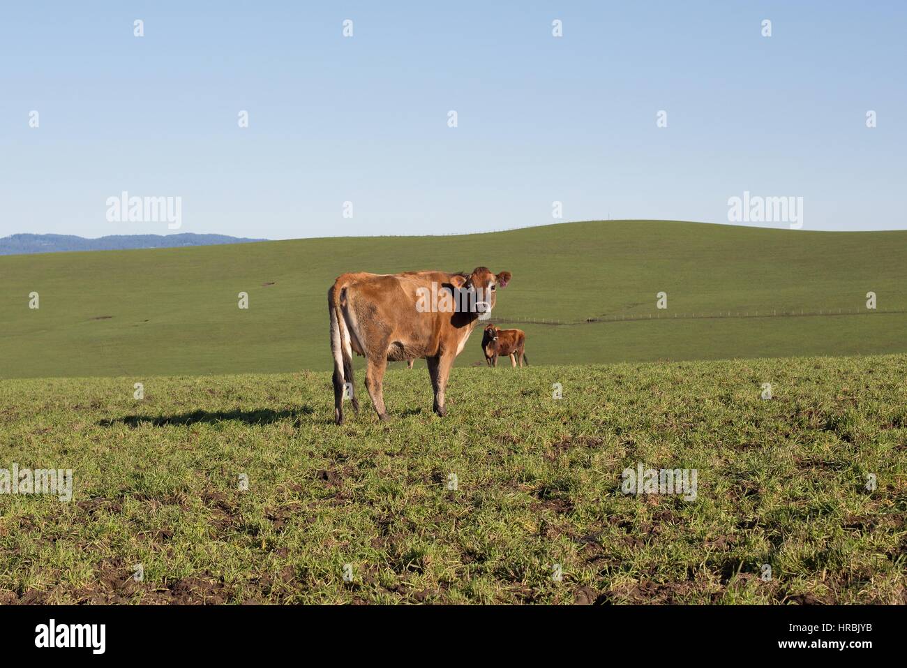 Jersey vaches dans un champ d'herbe verte. Banque D'Images