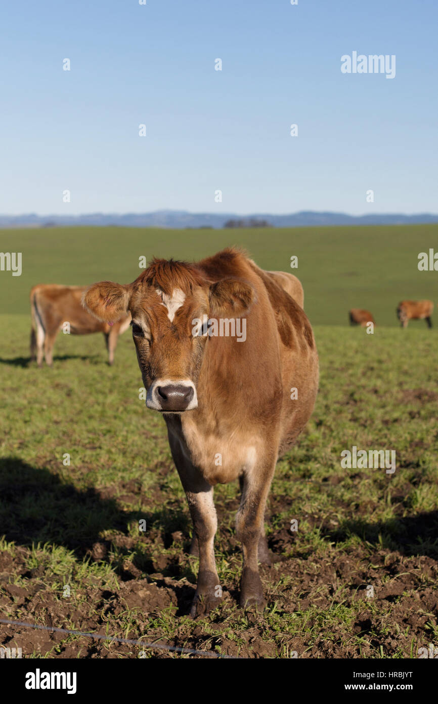 Jersey vaches dans un champ d'herbe verte. Banque D'Images