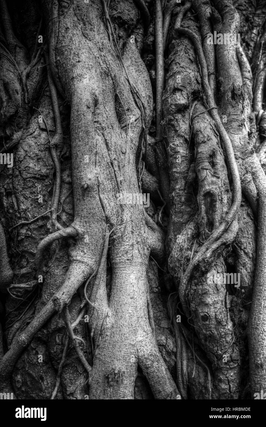 Racines de l'arbre banyan Indiens liés les uns avec les autres. La photographie noir et blanc Banque D'Images