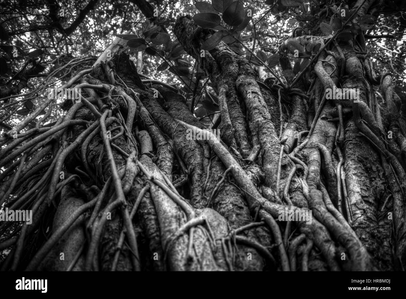 Racines de l'arbre banyan Indiens liés les uns avec les autres. La photographie noir et blanc Banque D'Images