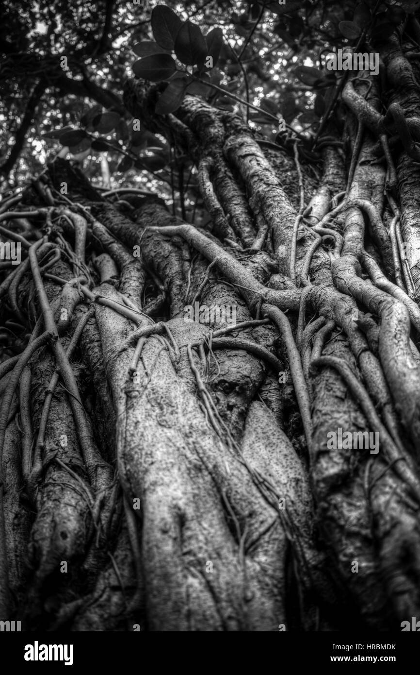 Racines de l'arbre banyan Indiens liés les uns avec les autres. La photographie noir et blanc Banque D'Images