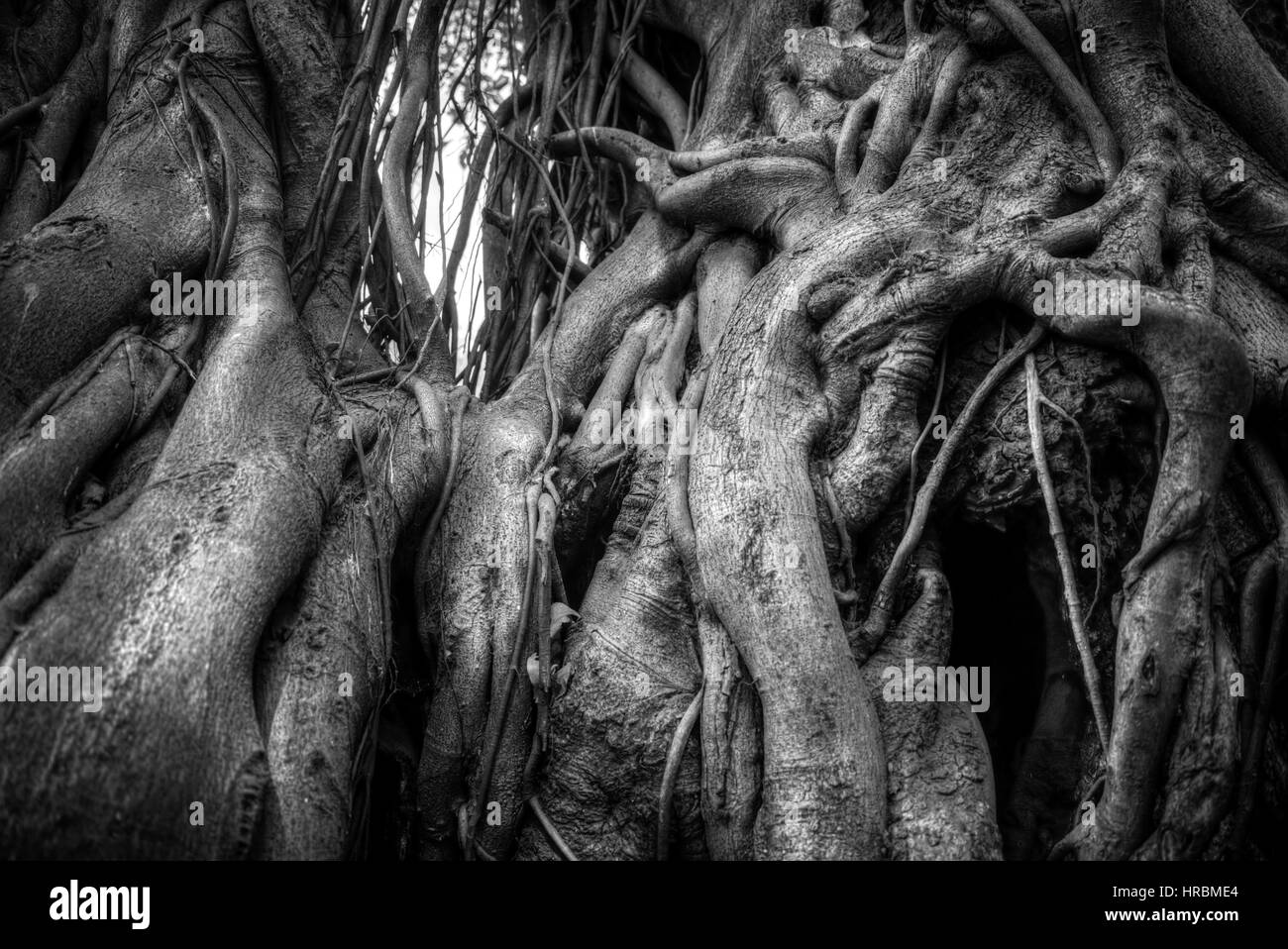 Racines de l'arbre banyan Indiens liés les uns avec les autres. La photographie noir et blanc Banque D'Images