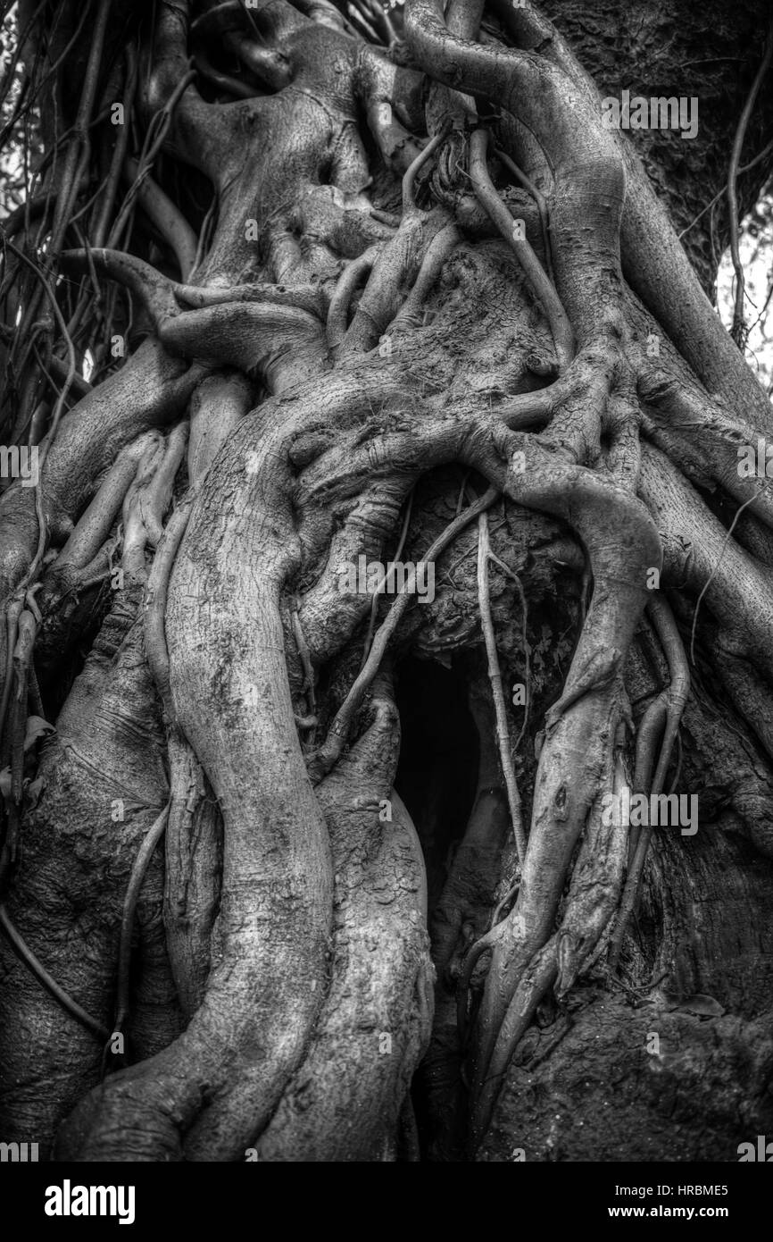 Racines de l'arbre banyan Indiens liés les uns avec les autres. La photographie noir et blanc Banque D'Images