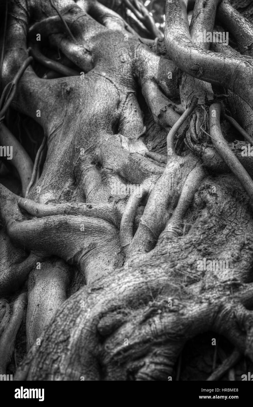 Racines de l'arbre banyan Indiens liés les uns avec les autres. La photographie noir et blanc Banque D'Images