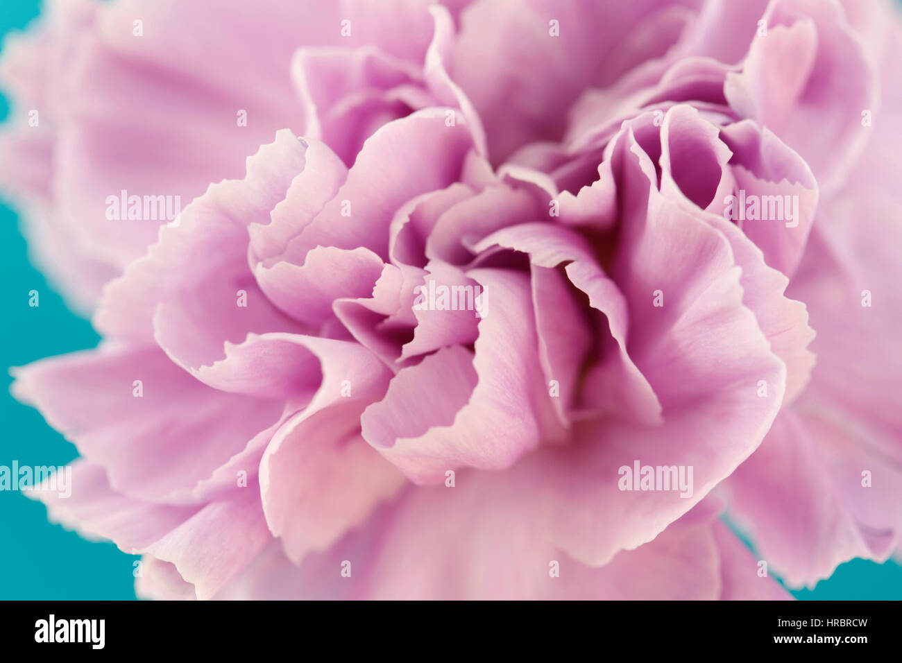 Charmant oeillet lilas close up, centre de la vie encore fleur fond bleu Jane Ann Butler Photography JABP1852 Banque D'Images